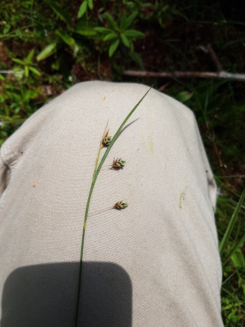 Boreal Bog Sedge photo 9