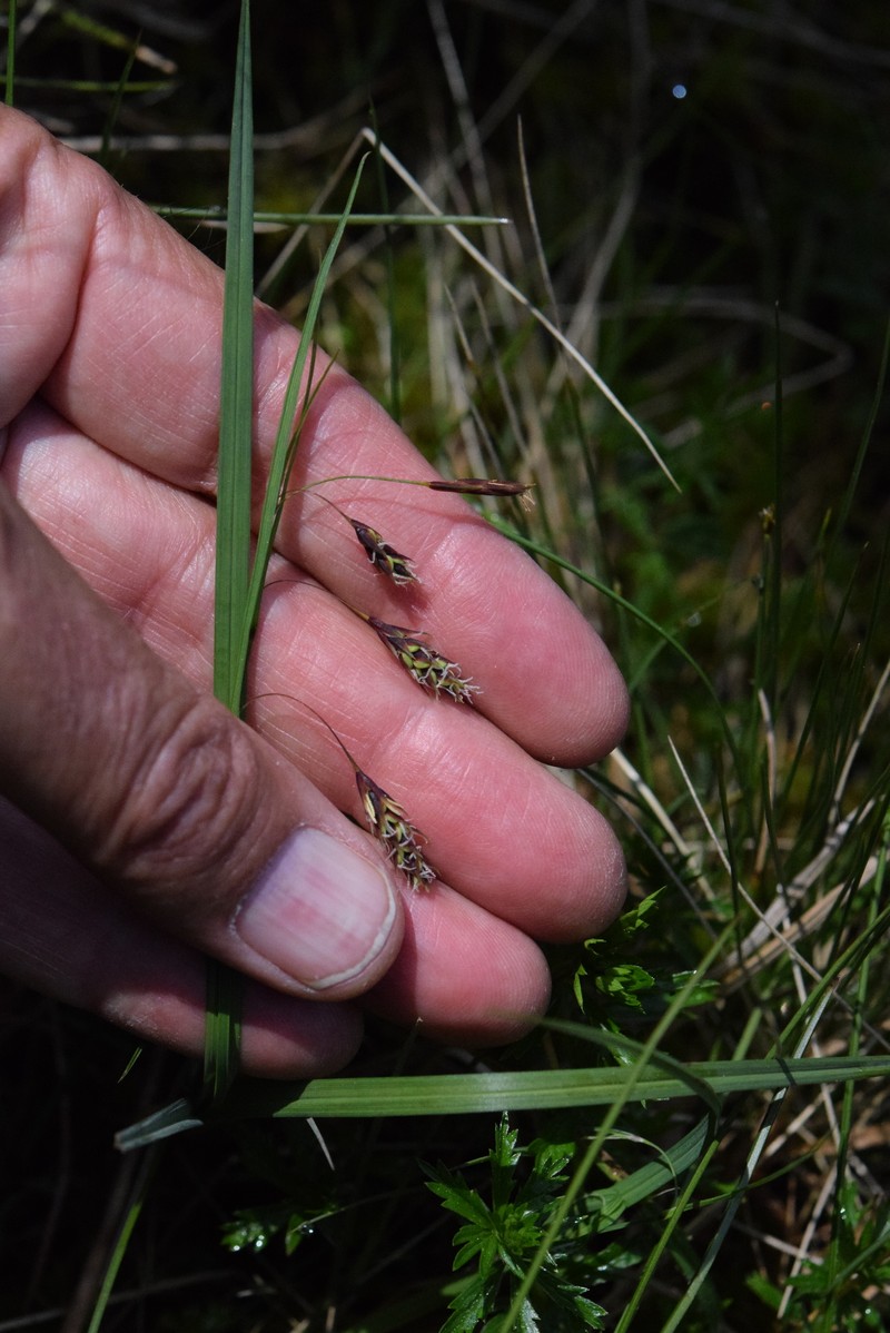 Carex magellanica subsp. irrigua