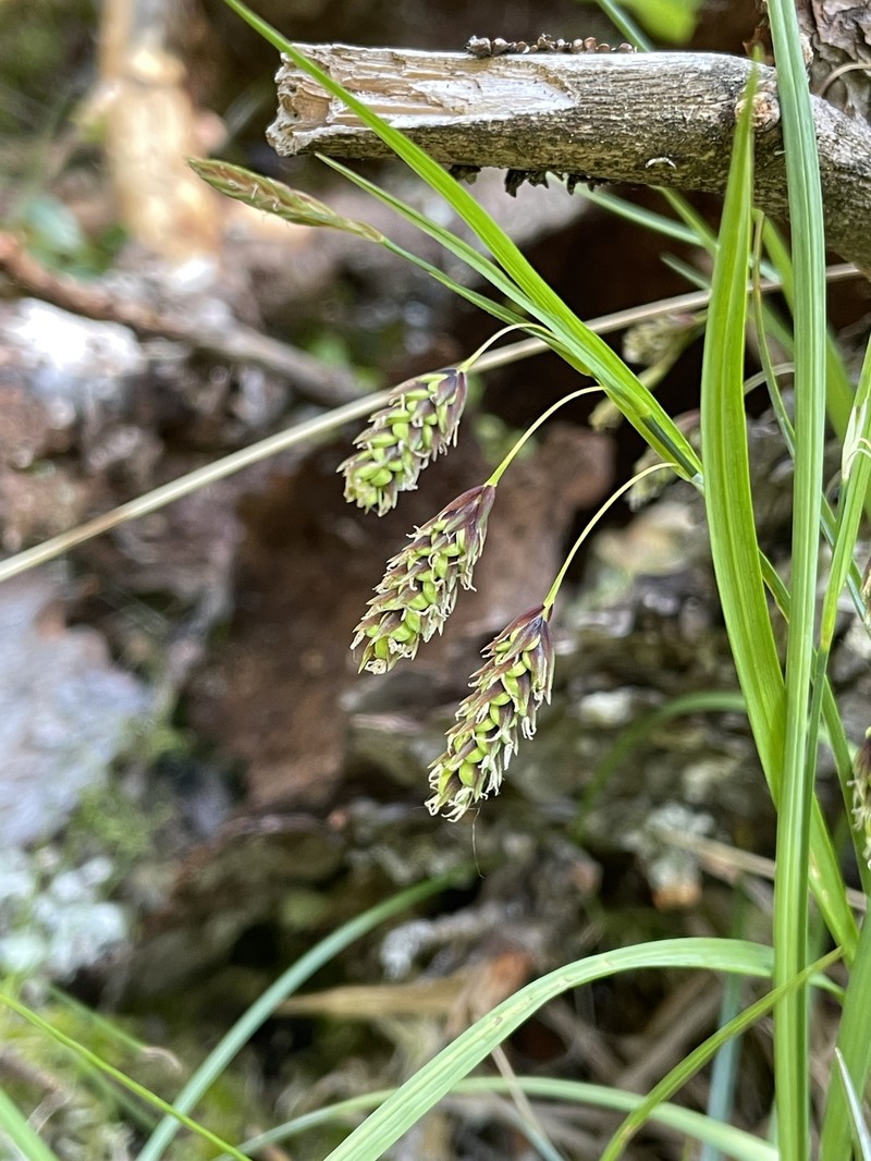 Carex magellanica subsp. irrigua photo 2