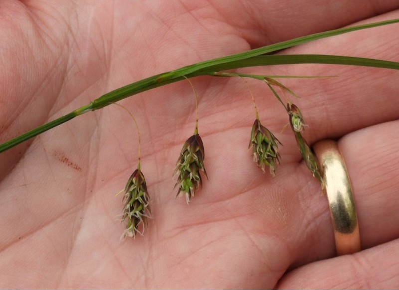 Carex magellanica subsp. irrigua photo 3