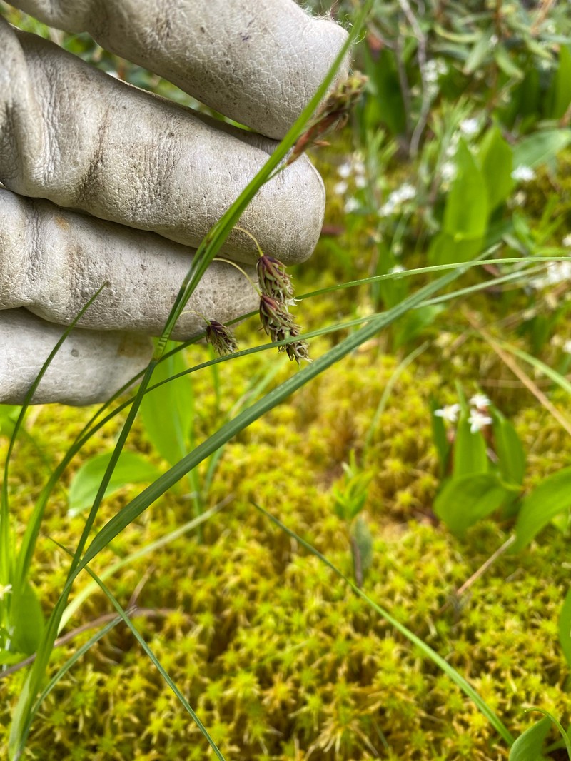 Carex magellanica subsp. irrigua photo 4