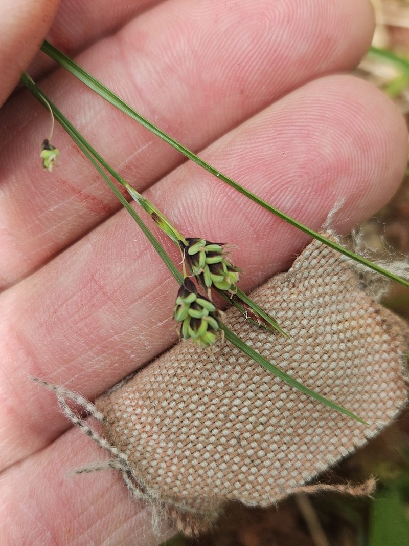 Carex magellanica subsp. irrigua photo 5