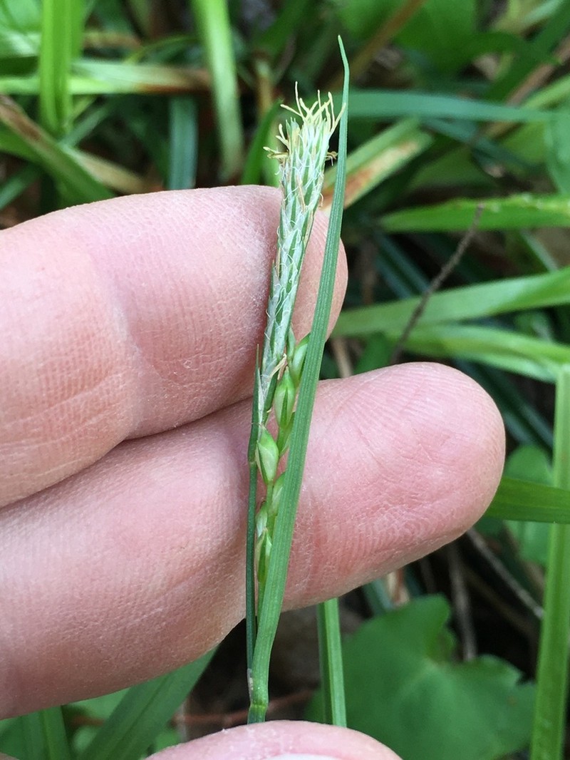 Manhart's Sedge