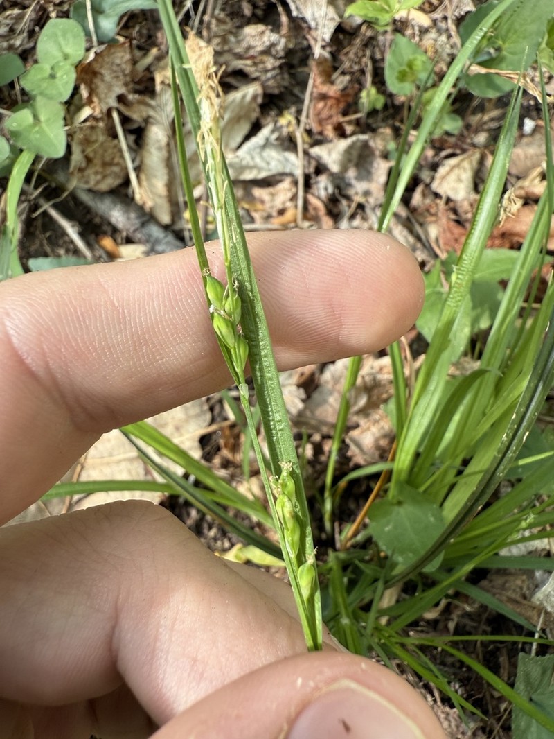 Manhart's Sedge photo 2