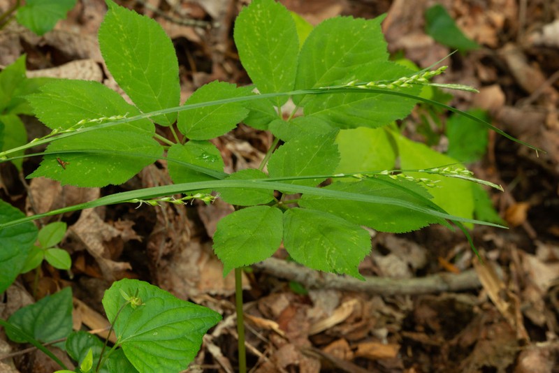 Manhart's Sedge photo 3