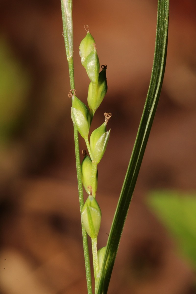 Manhart's Sedge photo 4
