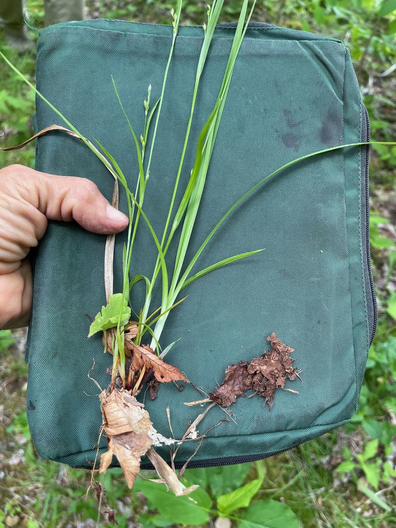 Manhart's Sedge photo 5