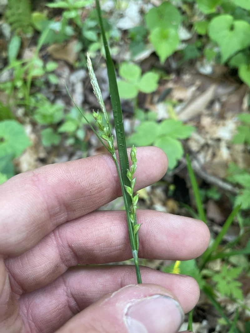 Manhart's Sedge photo 6