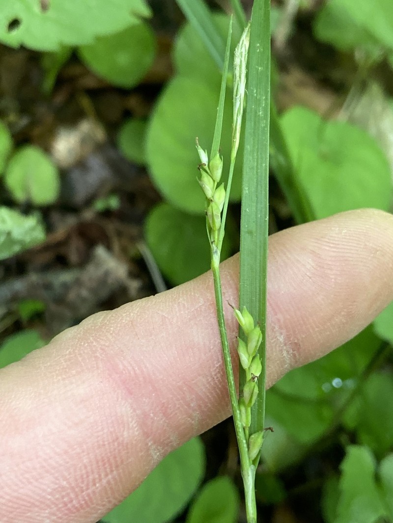Manhart's Sedge photo 7