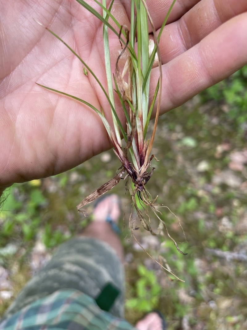 Manhart's Sedge photo 8