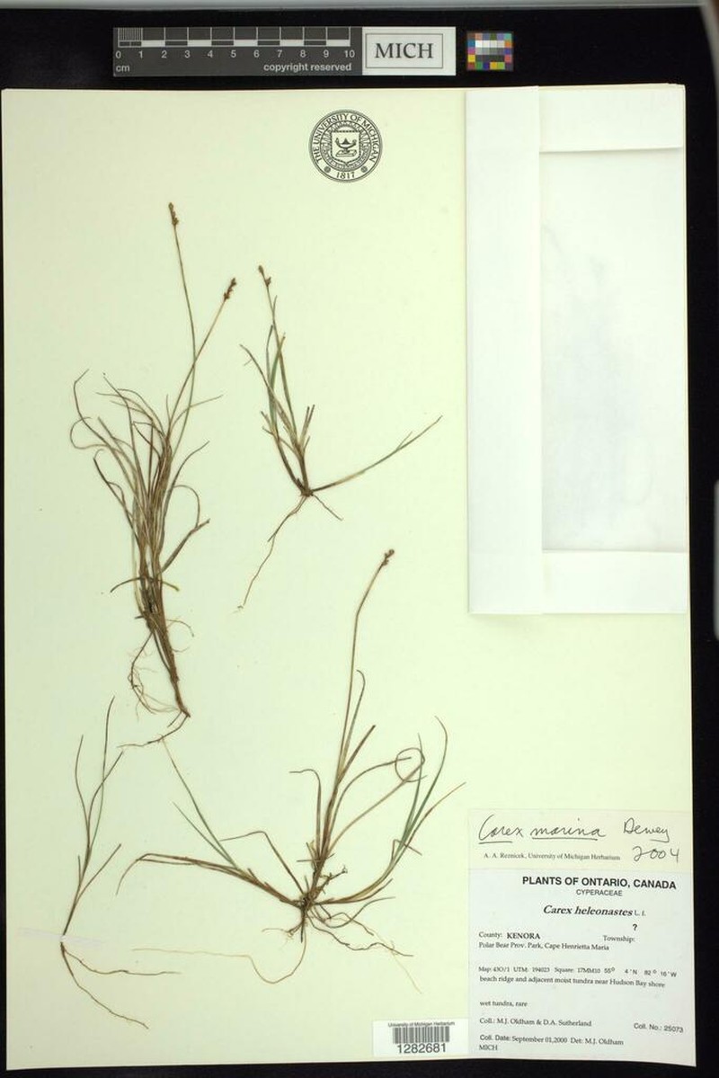 Sea Sedge photo 2