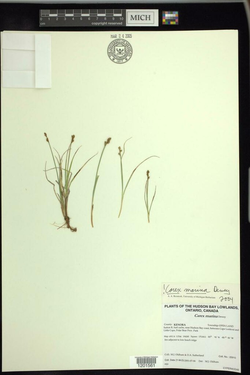 Sea Sedge photo 3