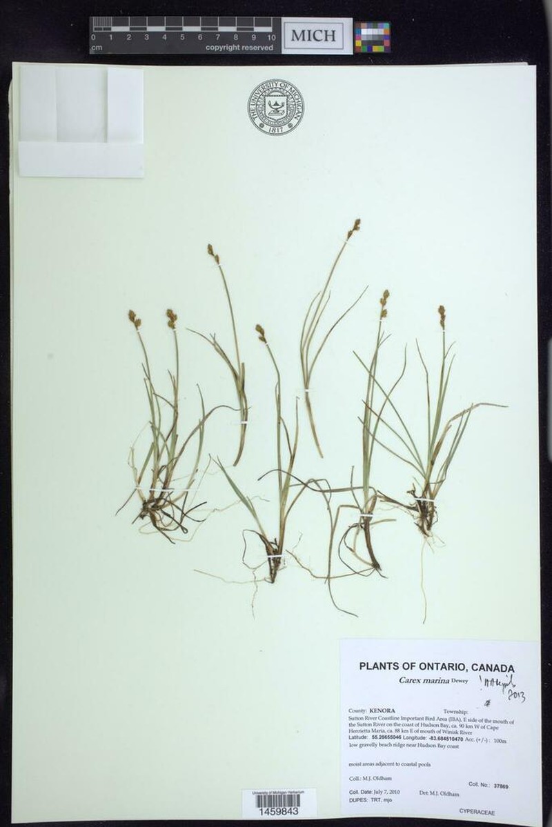 Sea Sedge photo 4