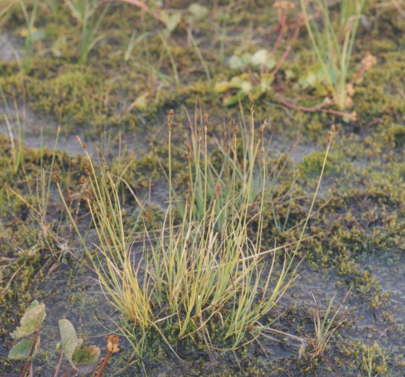 Sea Sedge photo 5