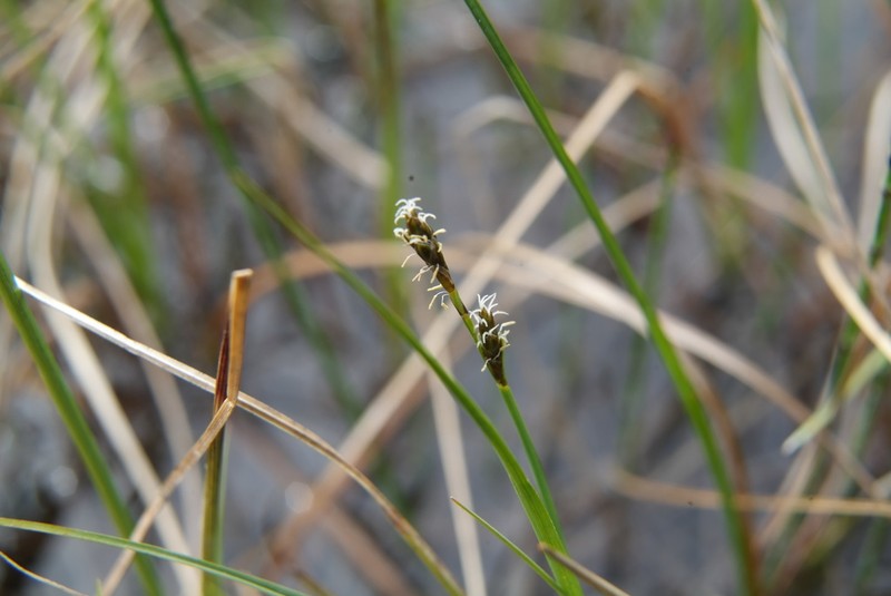 Sea Sedge photo 6