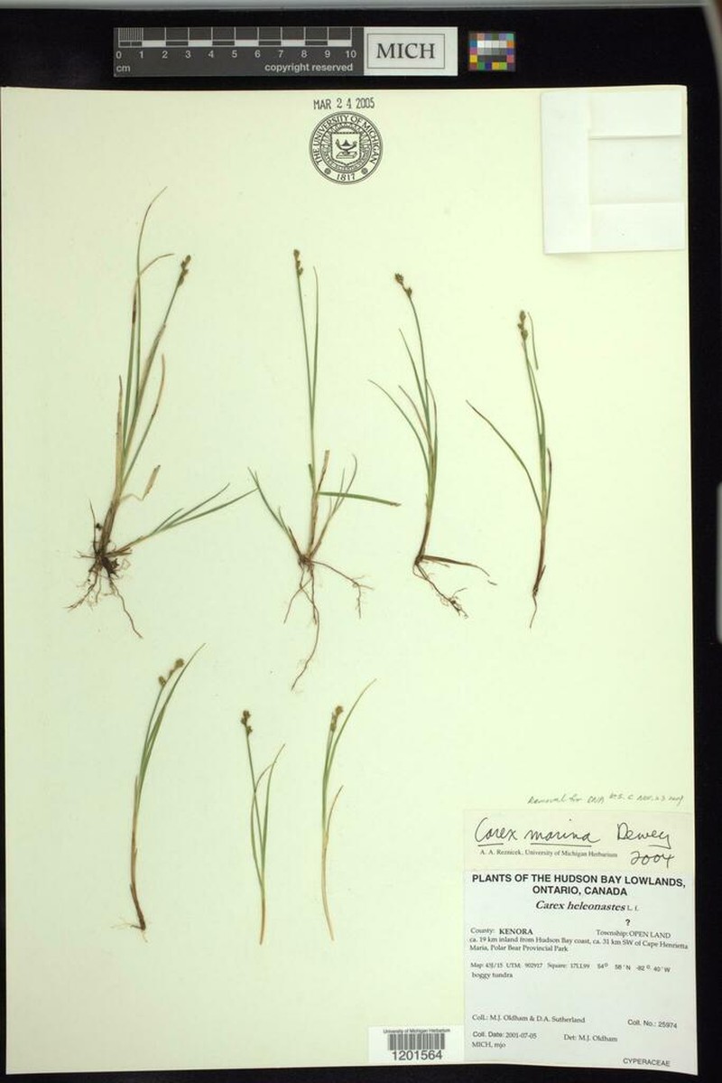 Sea Sedge photo 7