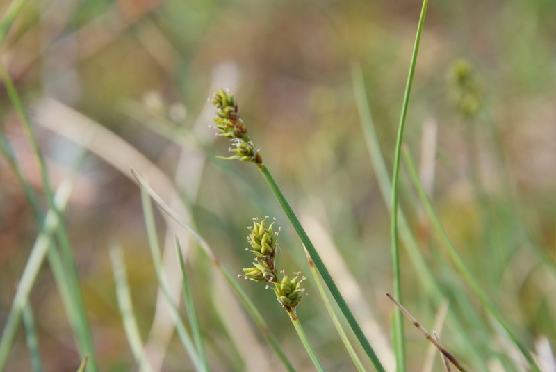 Sea Sedge photo 8