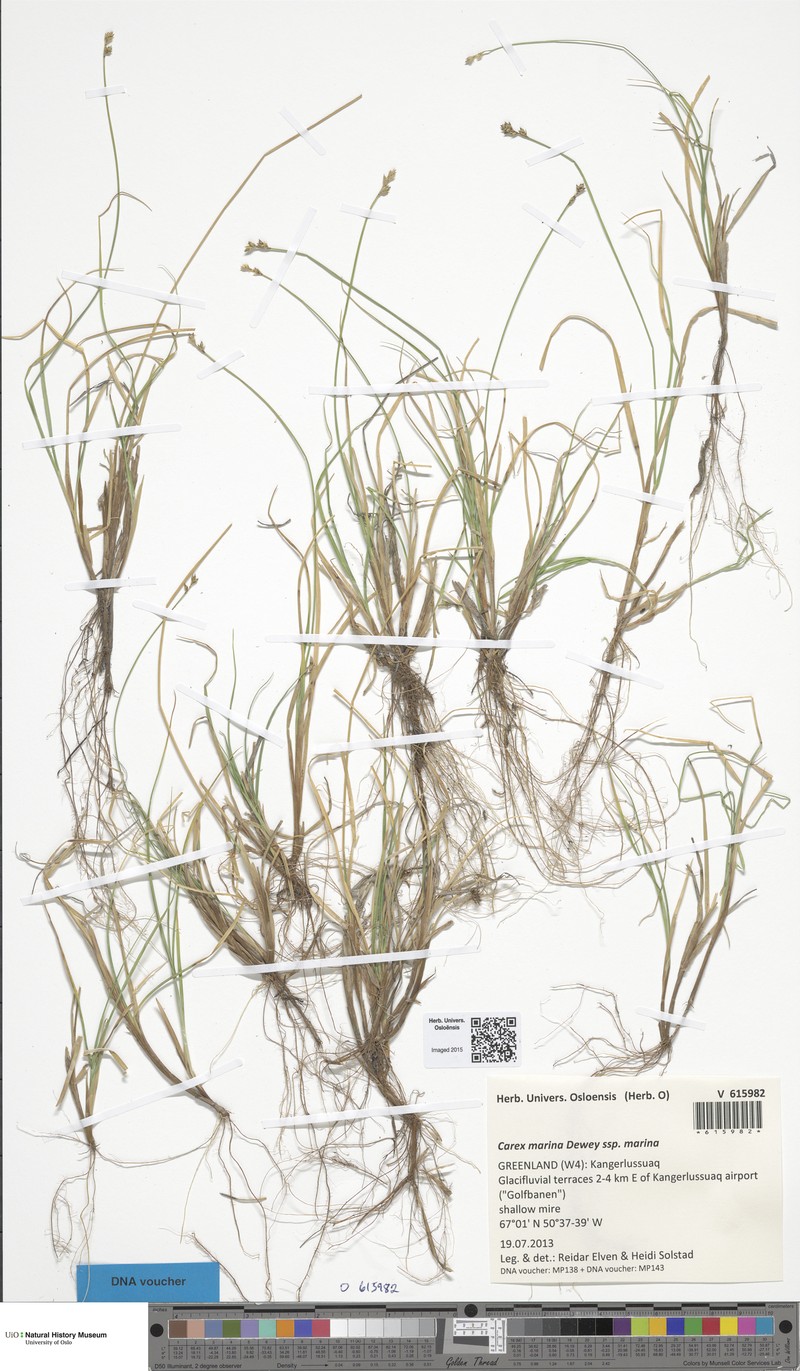 Carex marina subsp. marina