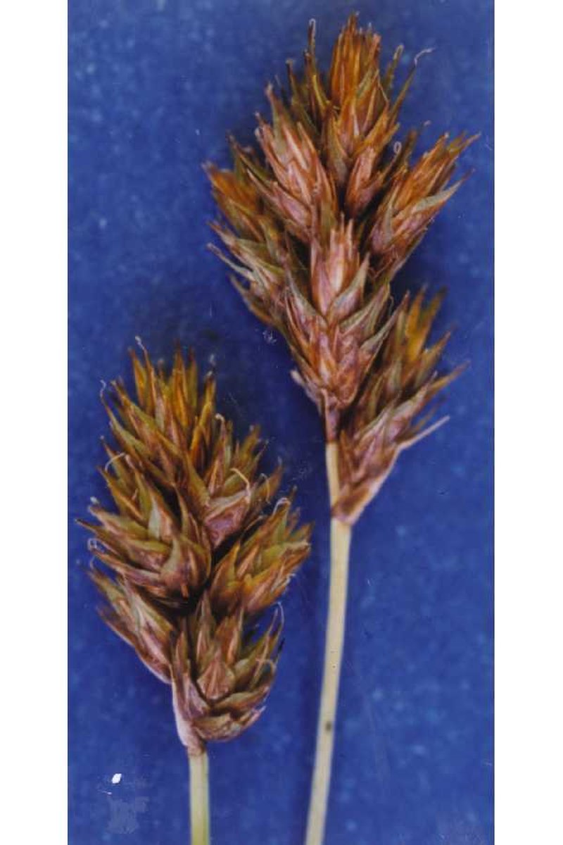 Mariposa Sedge