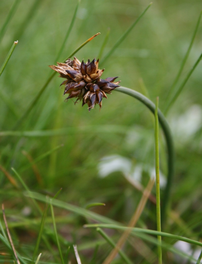 Curved Sedge