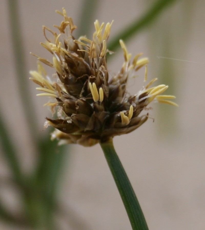 Curved Sedge photo 2