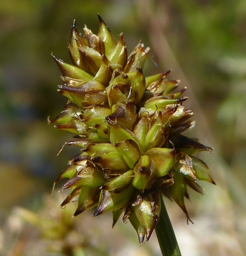 Curved Sedge photo 3