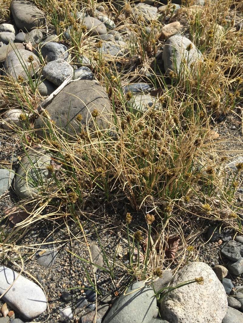 Curved Sedge photo 5