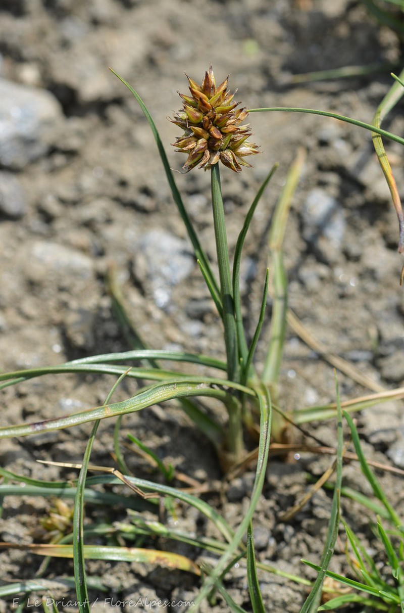 Curved Sedge photo 6