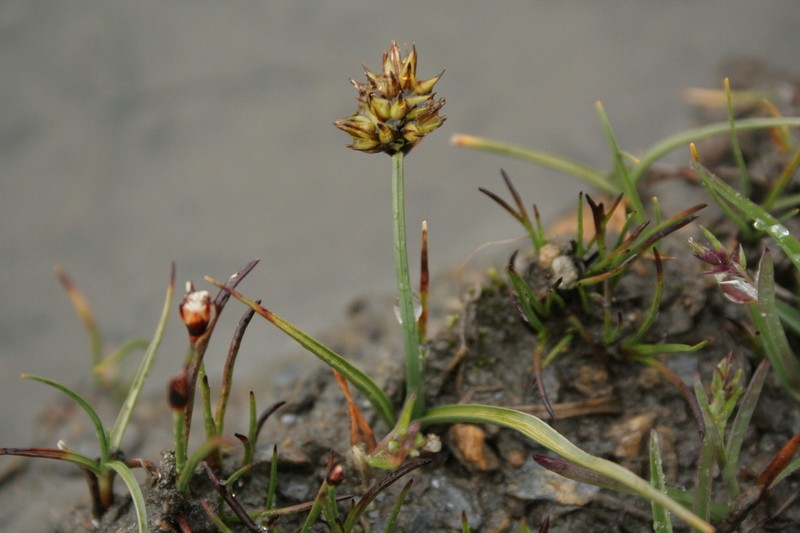 Curved Sedge photo 7