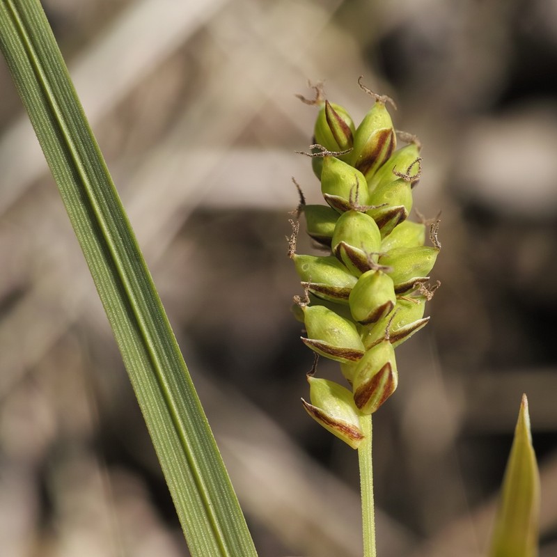 Mead's Sedge