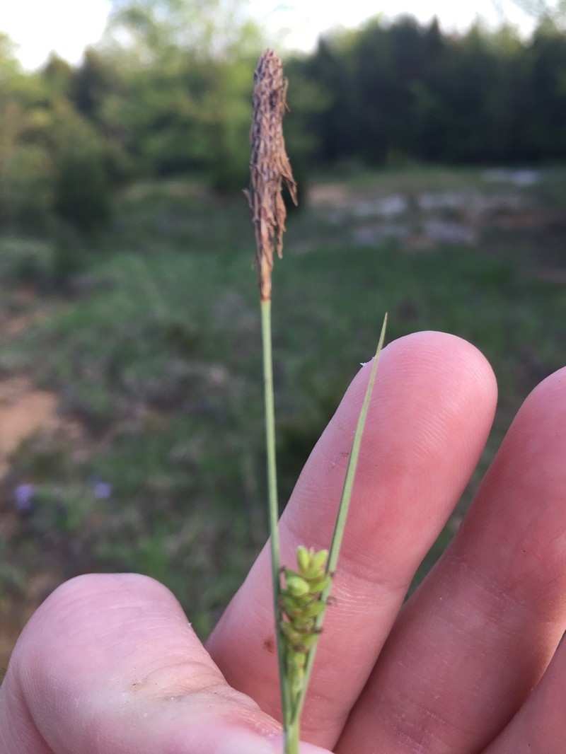 Mead's Sedge photo 2