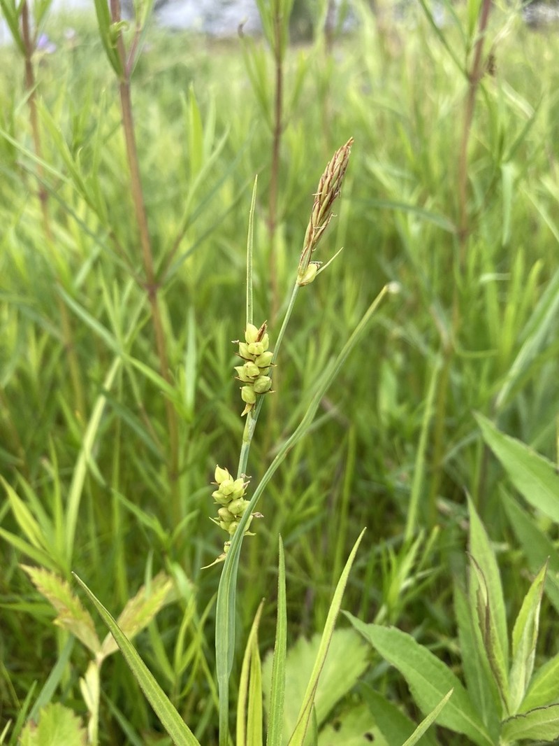 Mead's Sedge photo 3
