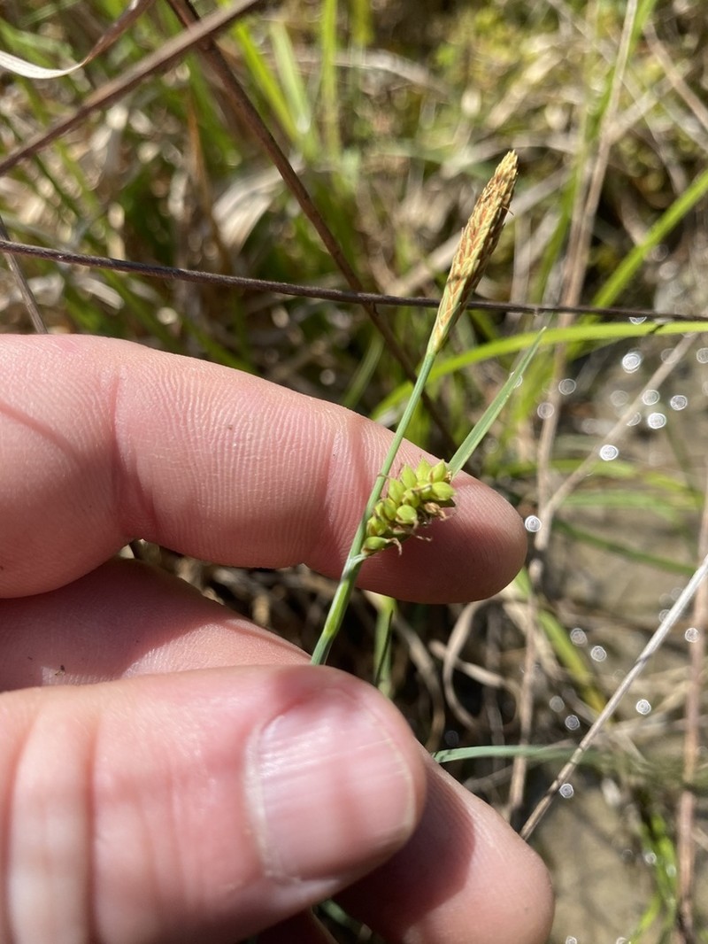 Mead's Sedge photo 4