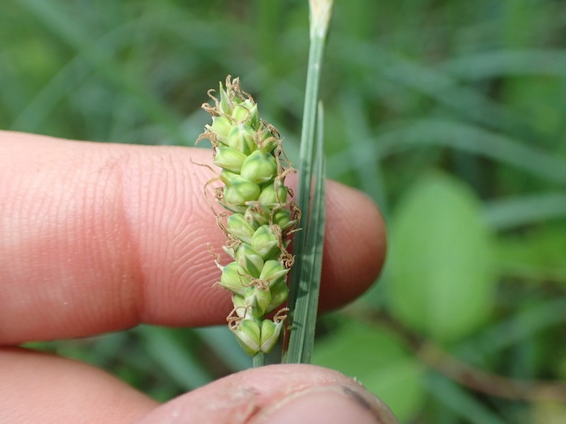 Mead's Sedge photo 5