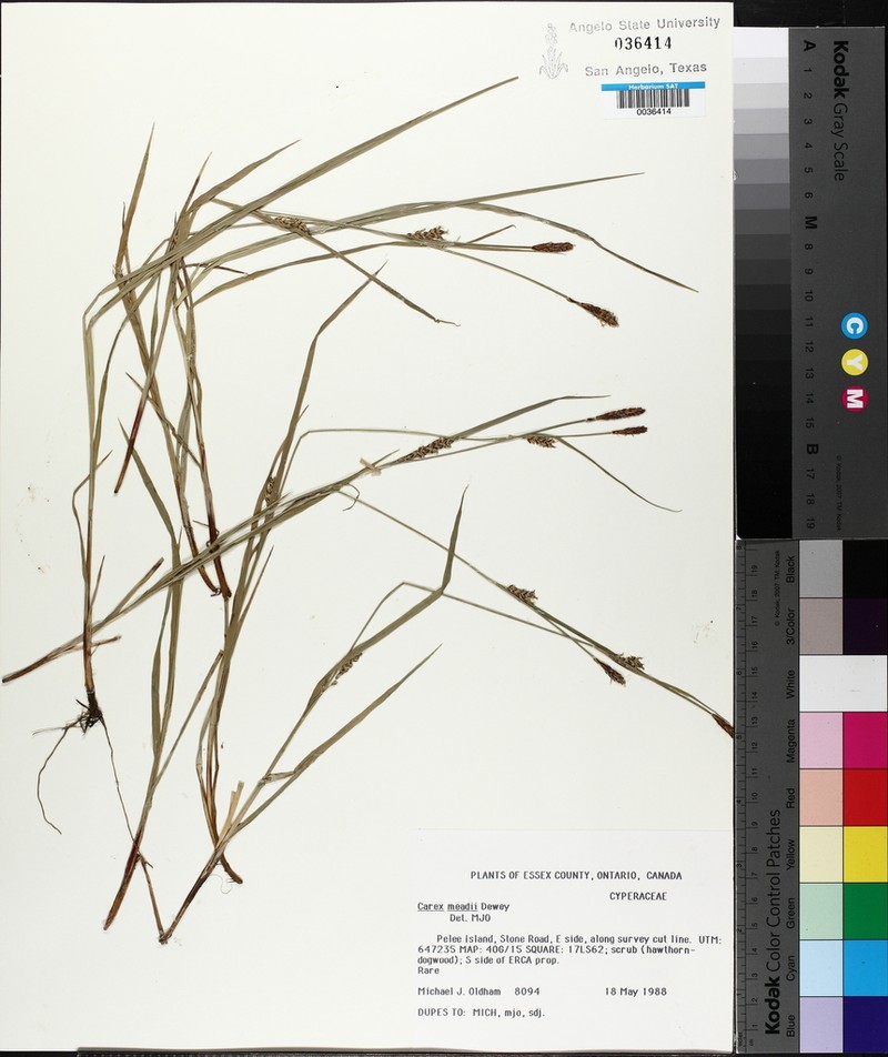 Mead's Sedge photo 6