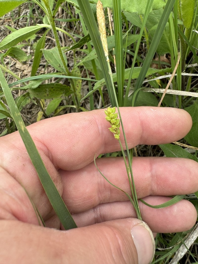 Mead's Sedge photo 7