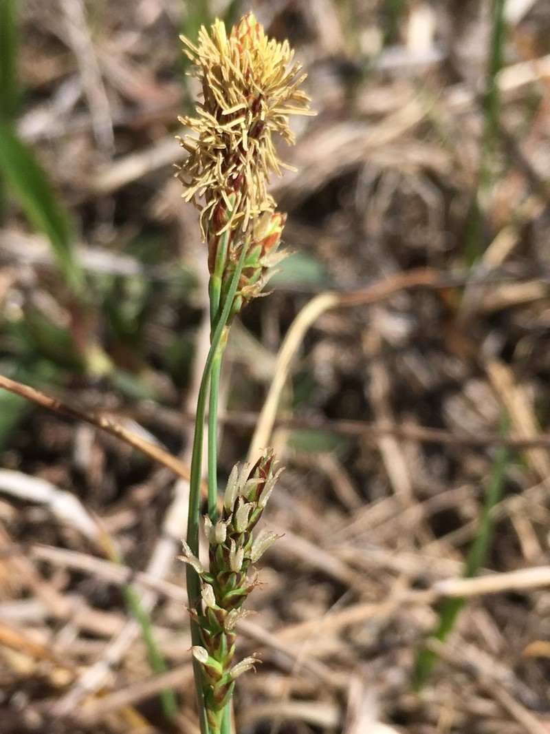 Mead's Sedge photo 8