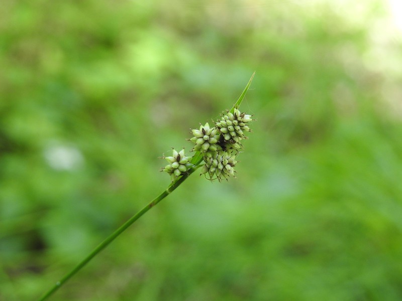 Carex media photo 4