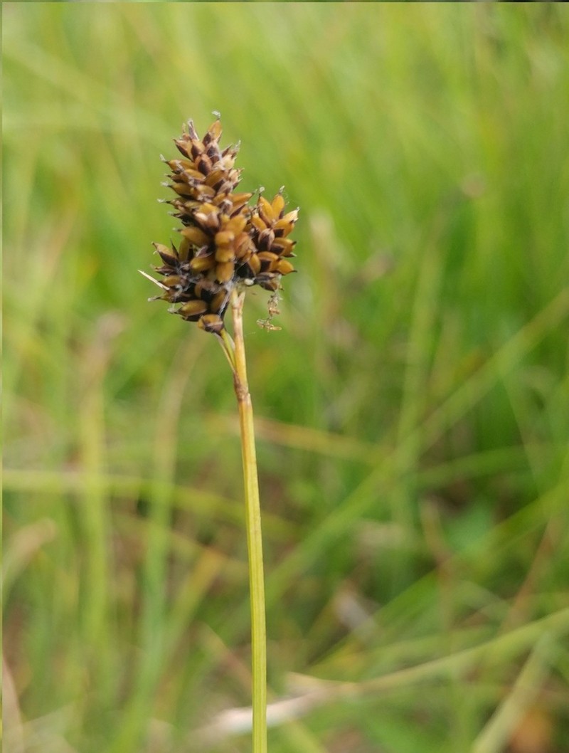 Carex media photo 5