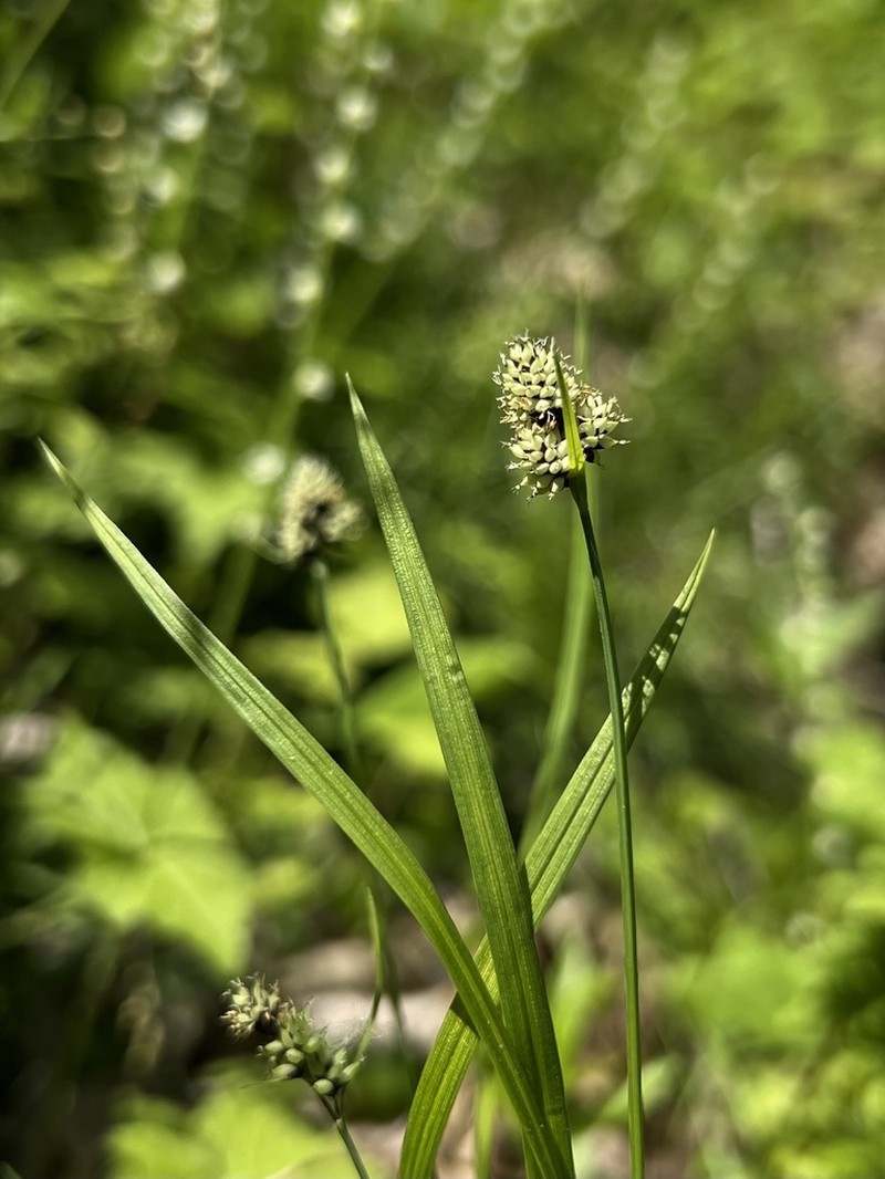 Carex media photo 6