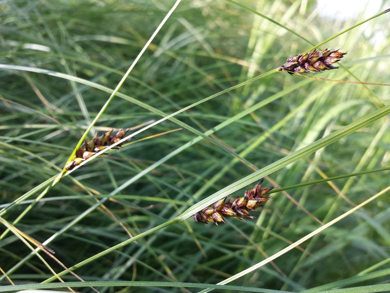Great Plains Sedge