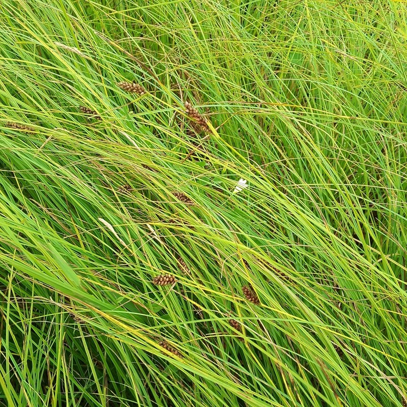 Great Plains Sedge photo 3