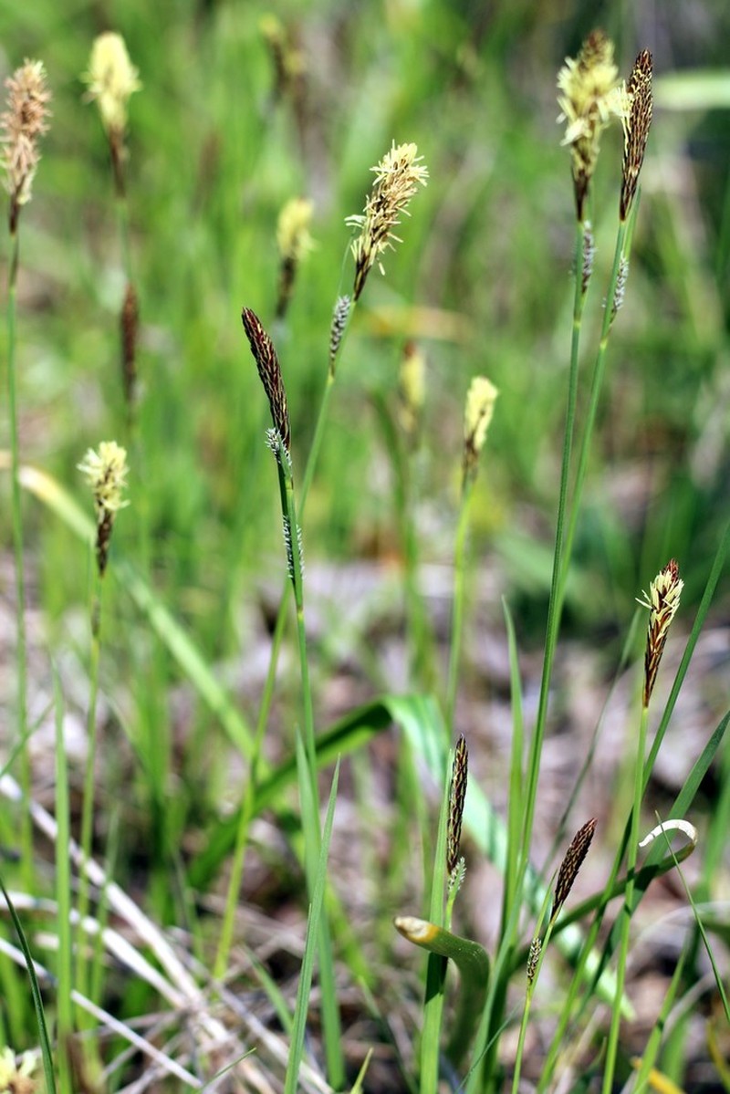 Great Plains Sedge photo 4