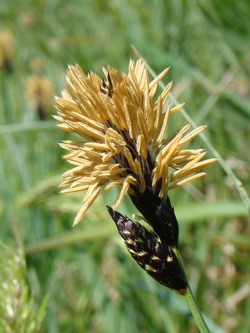 Great Plains Sedge photo 5