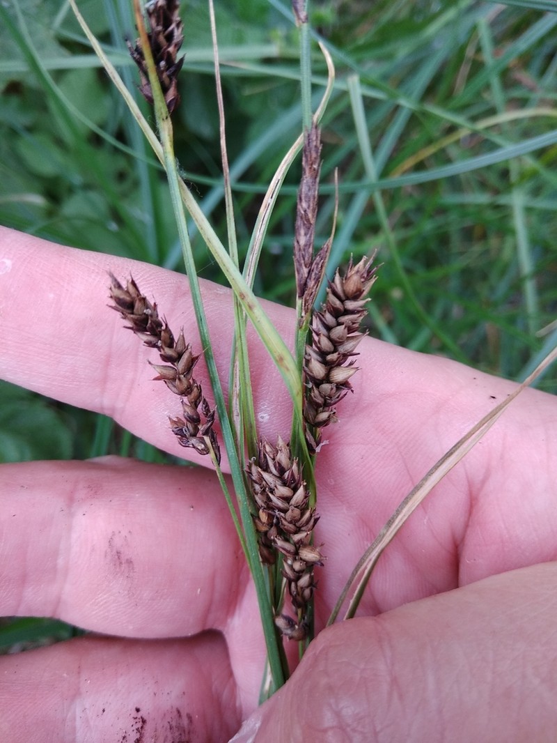 Great Plains Sedge photo 6