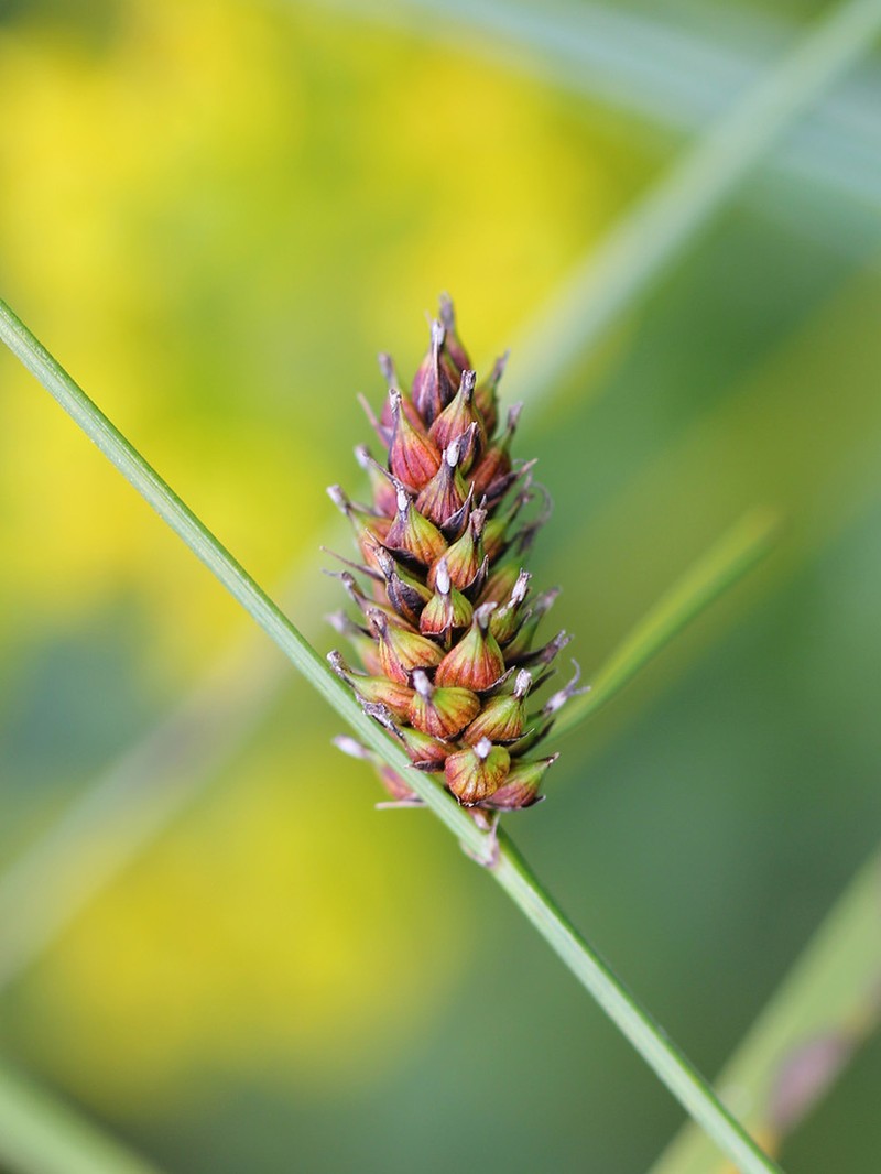 Great Plains Sedge photo 7