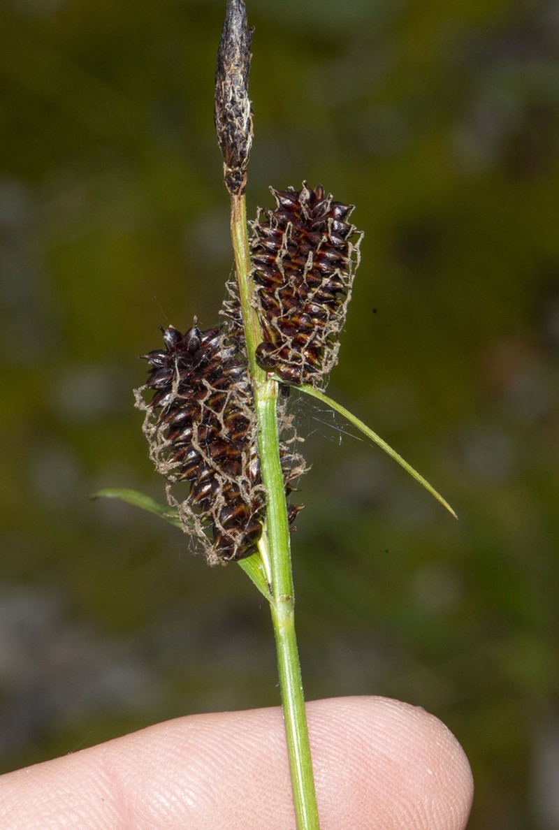 Fragile Sedge