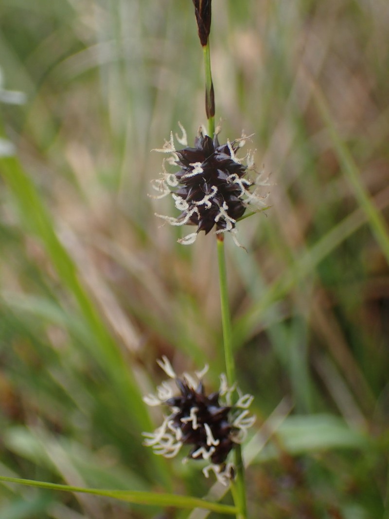 Fragile Sedge photo 2