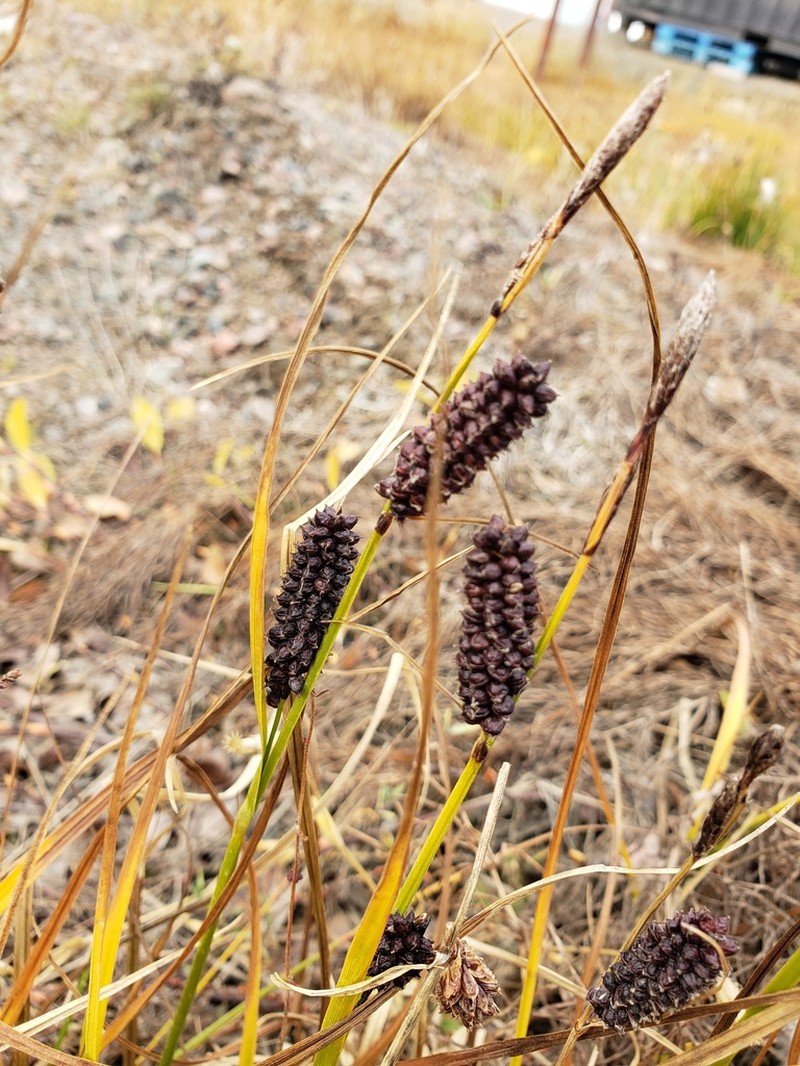 Fragile Sedge photo 3