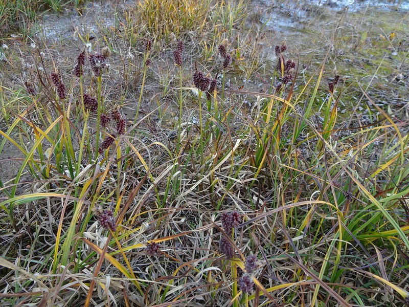 Fragile Sedge photo 4